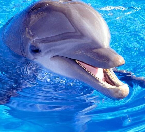 Delfin